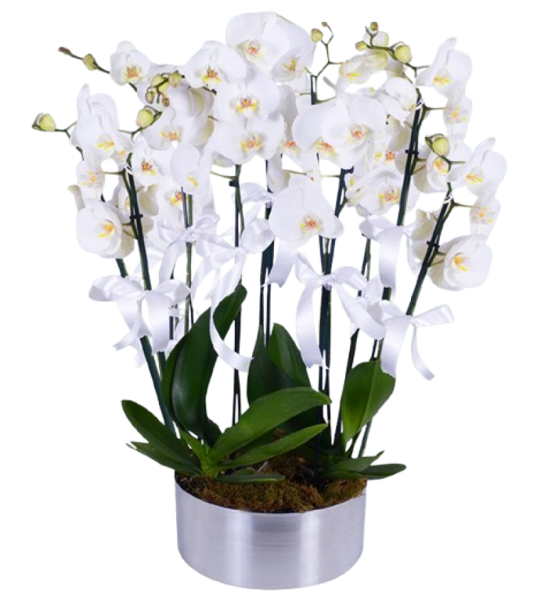 Krom Vazoda 10 Dal Orkide Aranjmanı