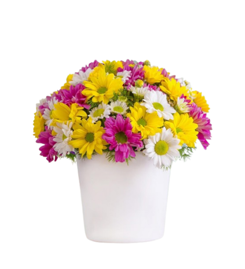 Seramik Vazoda Renkli Papatya Aranjmanı