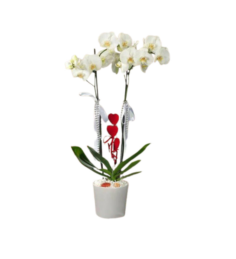 Seramik Saksıda Çift Dal Beyaz Orkide