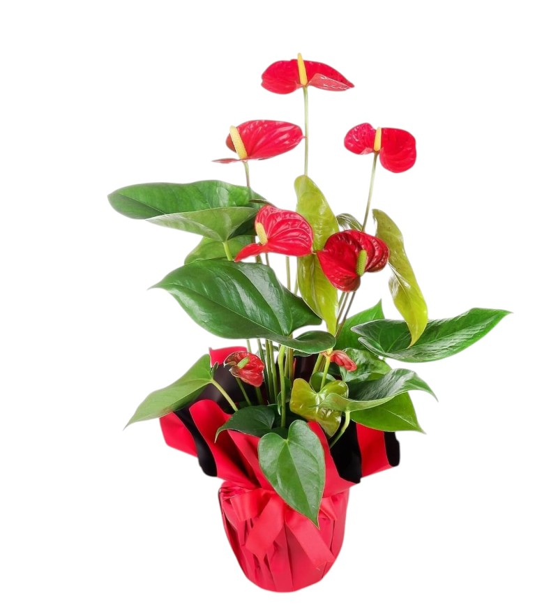 Saksıda Büyük Boy ANTORYUM