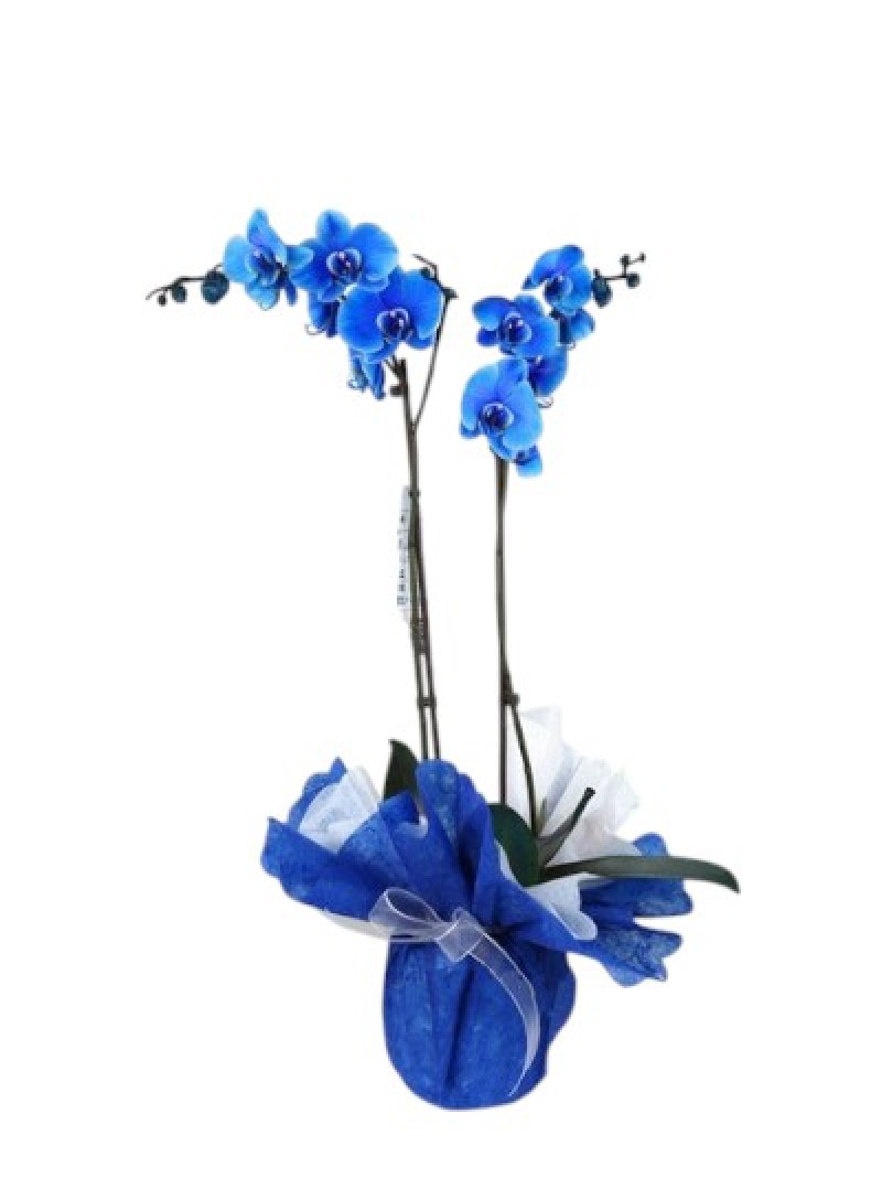 Saksıda İTHAL Mavi Orkide