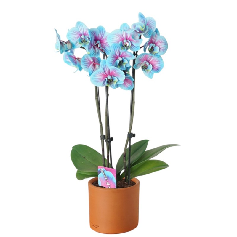 Saksıda İTHAL Mavi Orkide