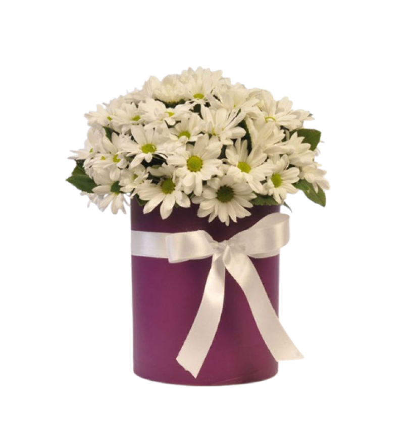 Silindir Mor Kutuda Beyaz Papatya