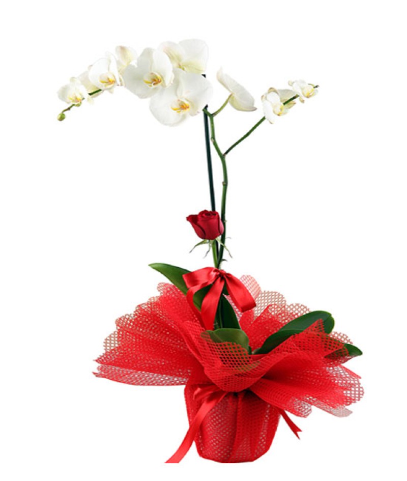 Saksıda Phalaenopsis İTHAL Orkide