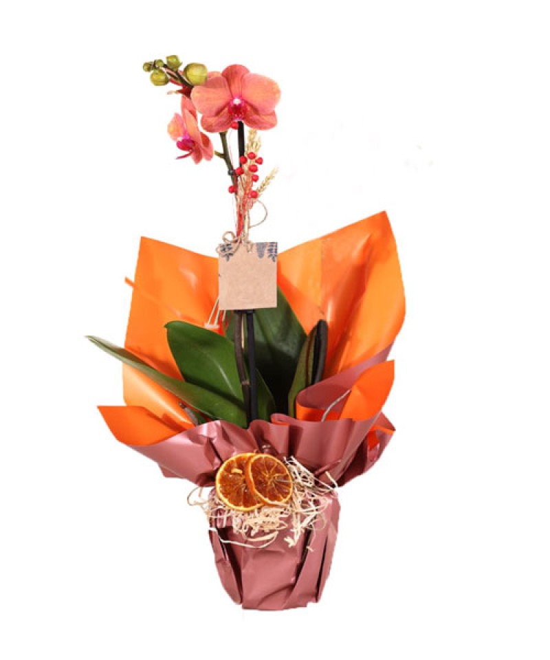 Tek Dal İTHAL Orkide