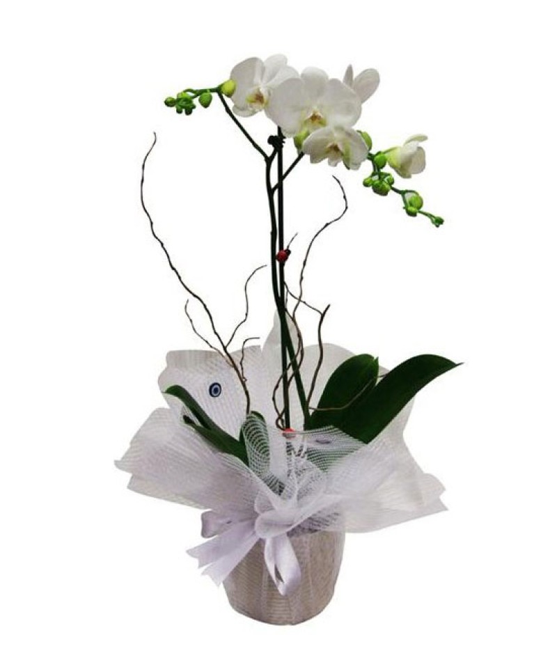 Saksıda Phalaenopsis Orkide