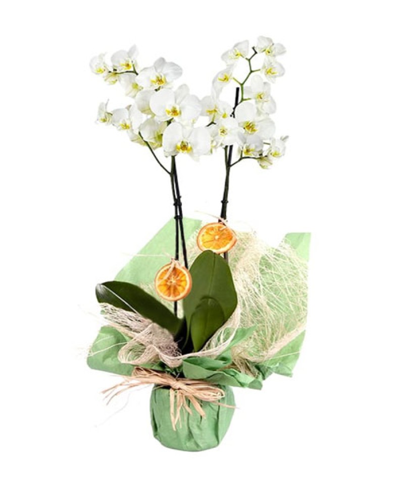 Saksıda Phalaenopsis İTHAL Orkide