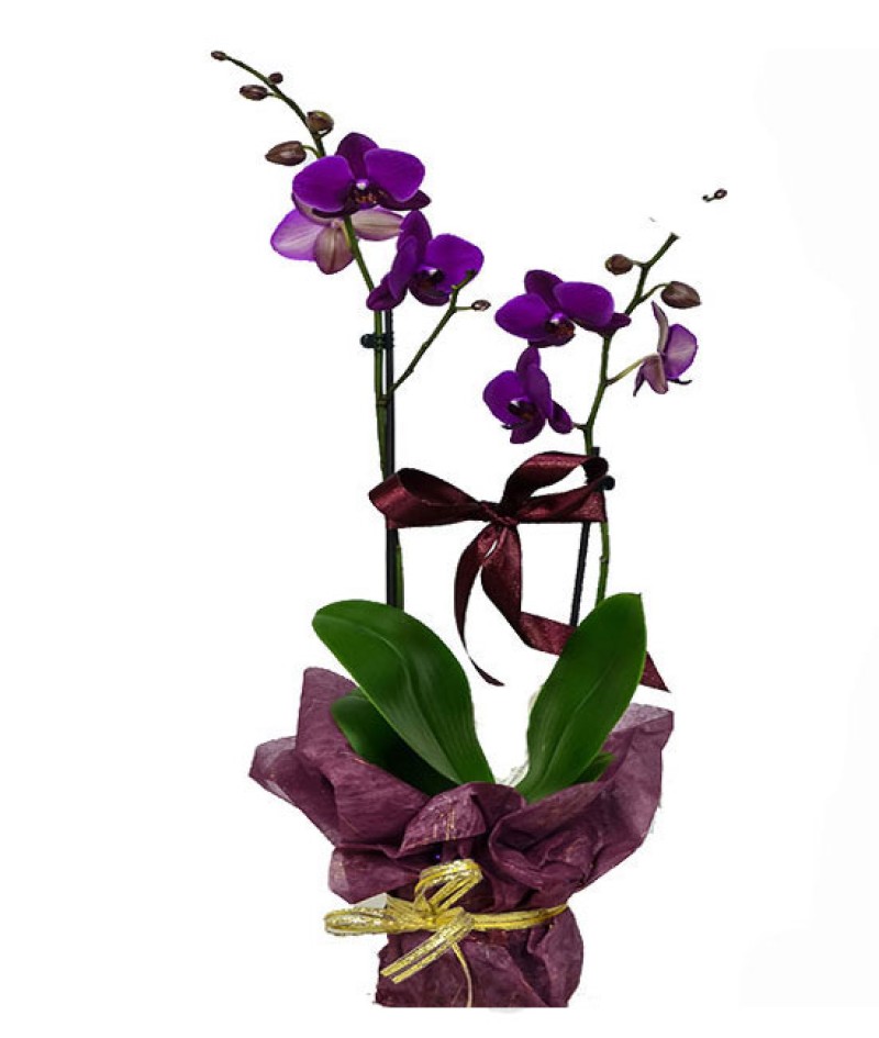 Saksıda 2 Dal Canlı İTHAL Orkide