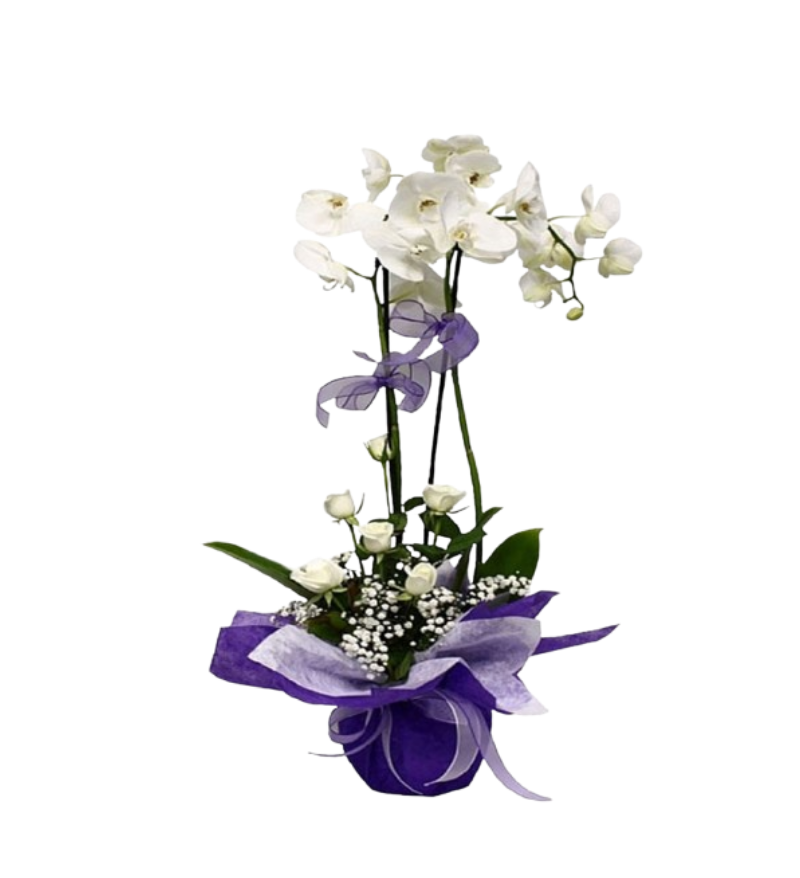 İTHAL Orkide Aranjmanı