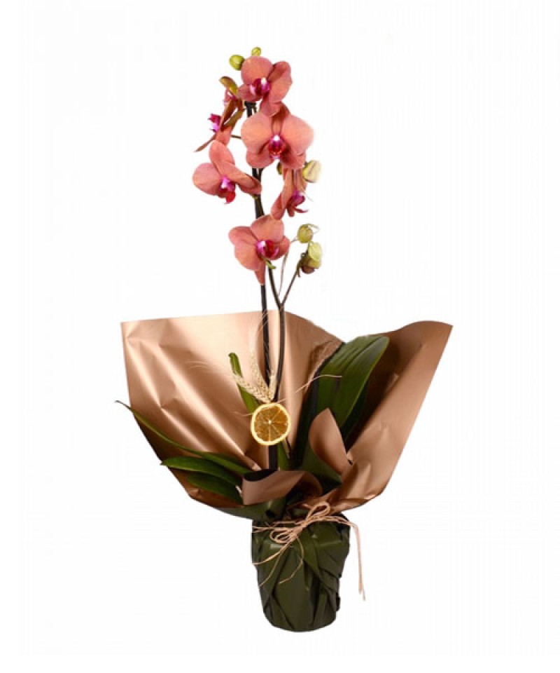 Saksıda Canlı İTHAL Orkide