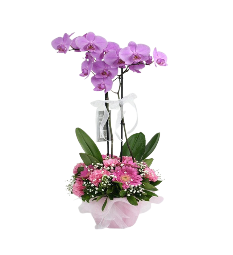 Çift Dal Mor Orkide Aranjmanı