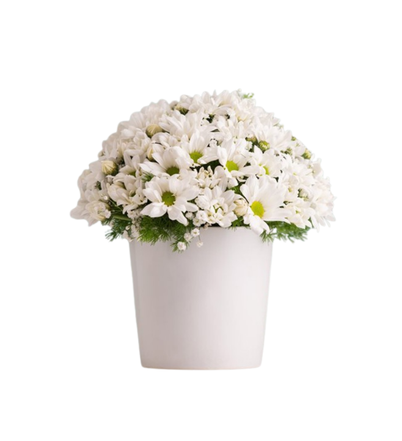 Seramik Saksıda Papatya Aranjmanı