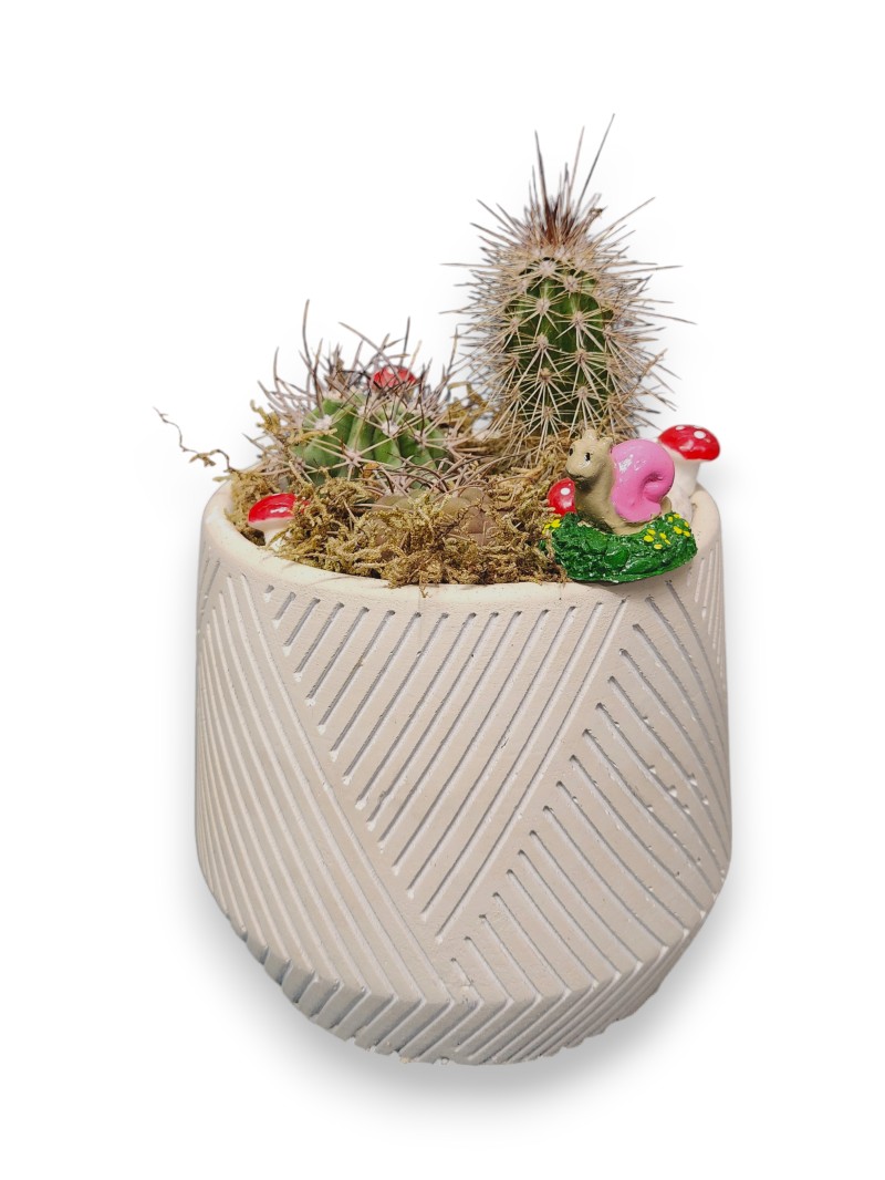 Kaktüs & Skulent Teraryum