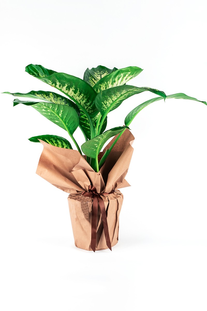 Saksıda Orta Boy Difenbahya