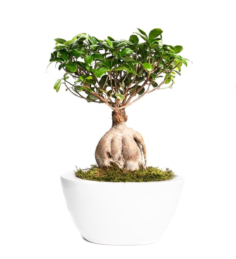 Masaki Ficus Ginseng Bonzai Ağacı