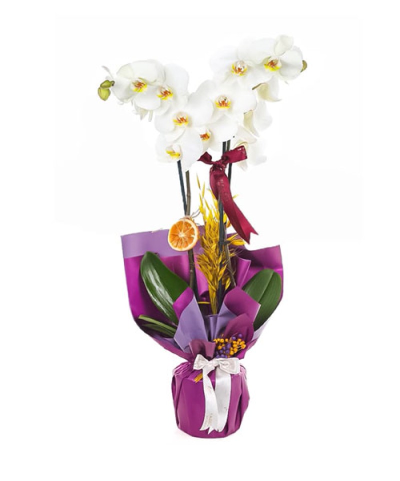 Saksıda Çift Dal İTHAL Orkide