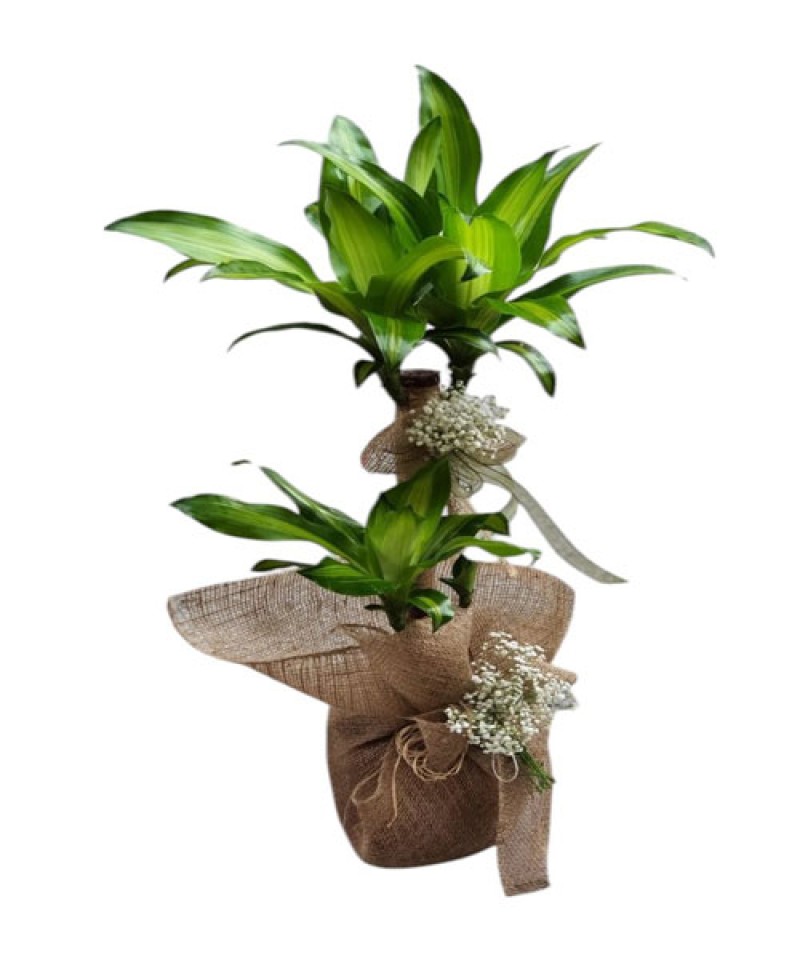 Saksıda İkili Dracena Massengena