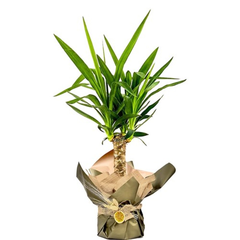 Saksıda Küçük Boy Tekli Yuka