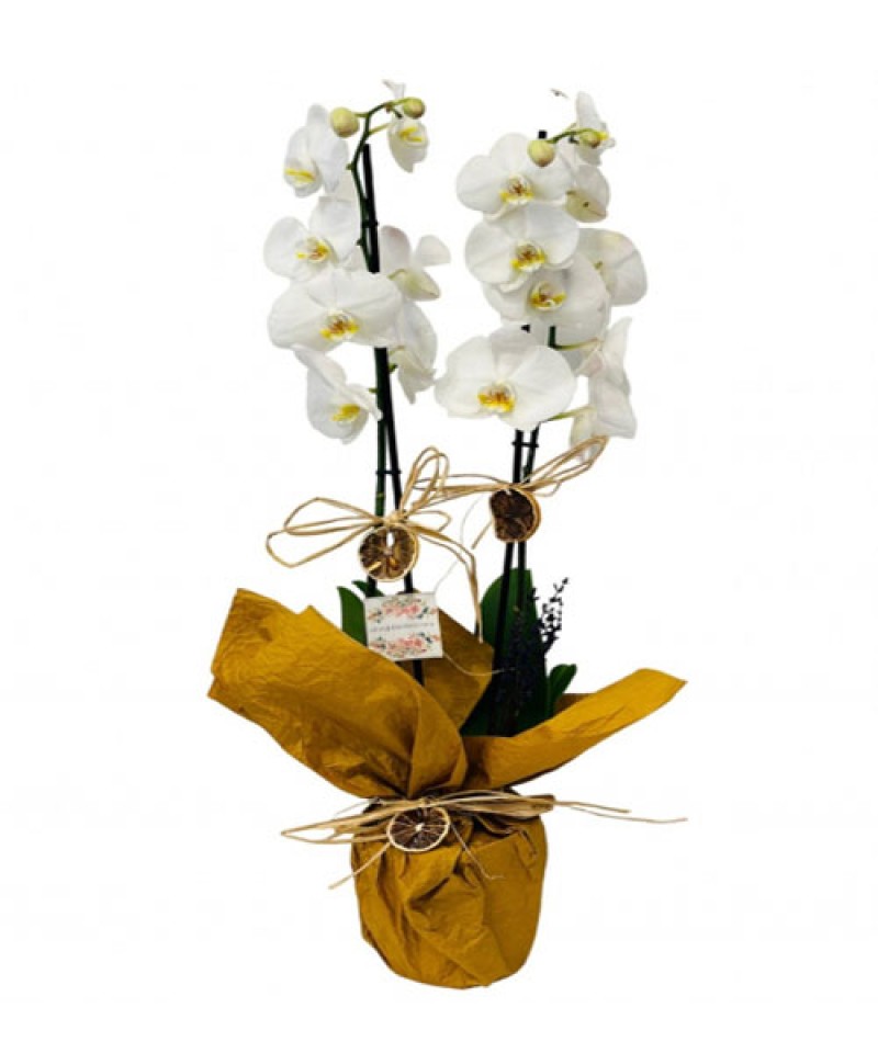 Saksıda İHAL Çift Dal Orkide