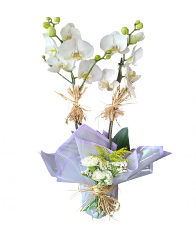 Çift Dal İHAL Orkide Arajmanı