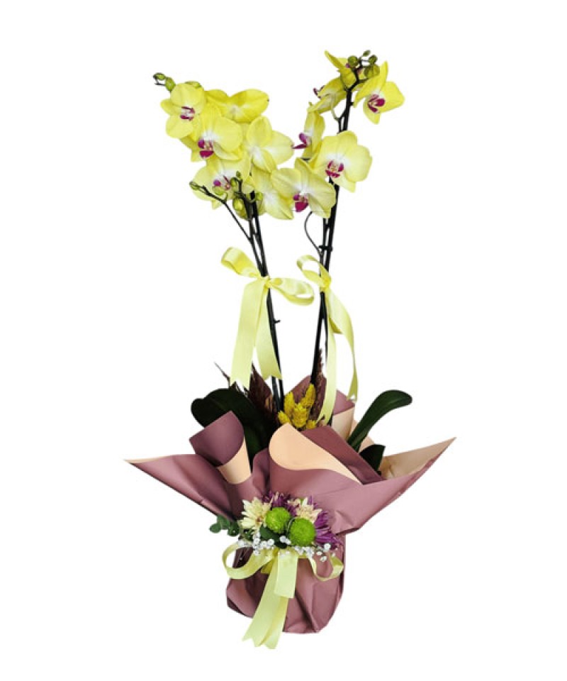 Çift Dal İHAL Çift Dal Orkide