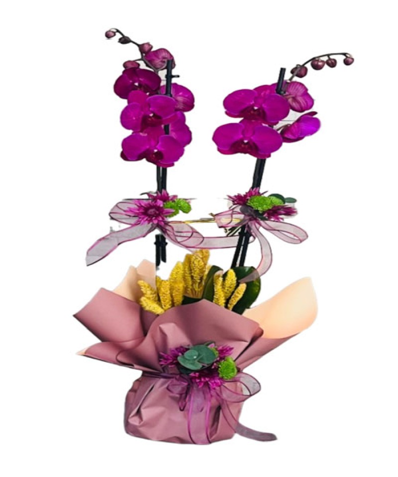 Saksıda İHAL Çift Dal Orkide