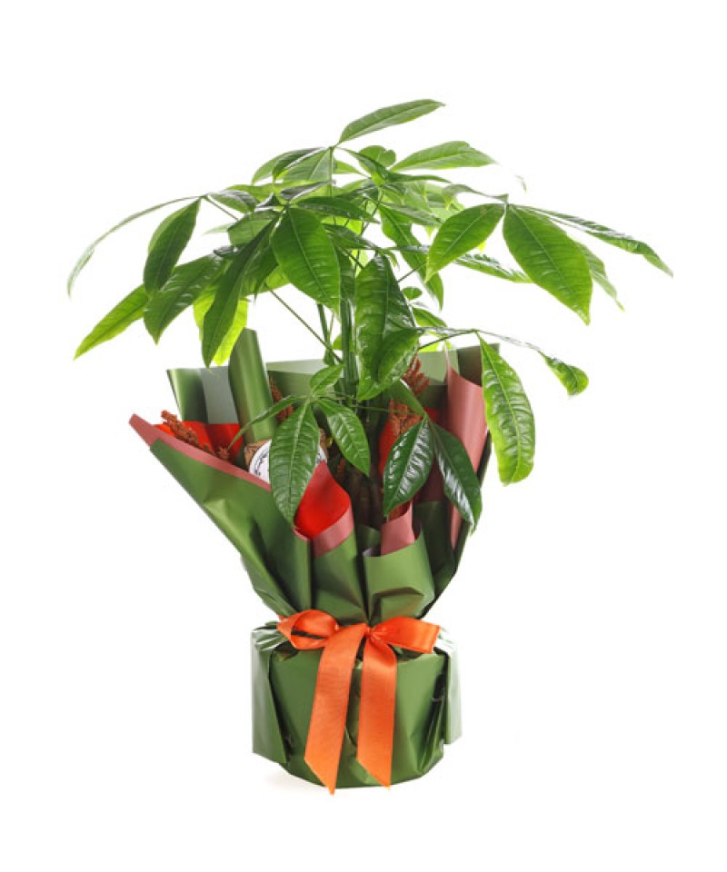 Seramik Saksıda Örgülü Para Ağacı