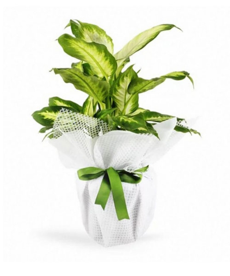 Tropic Kamilya Çiçeği