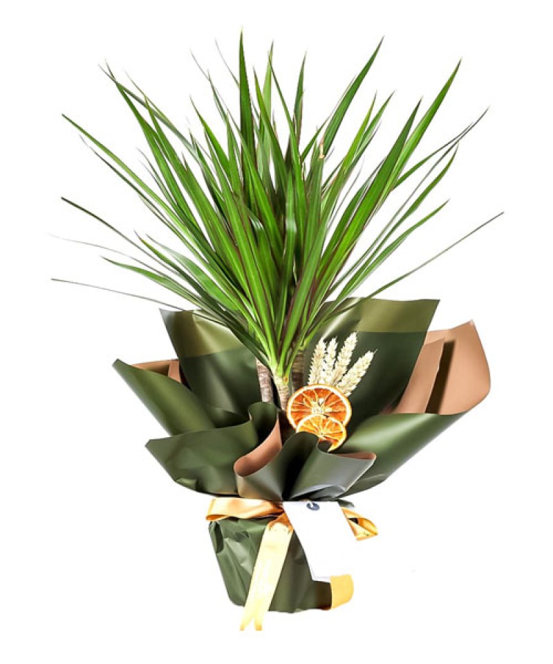 Tekli Dracena Marginata