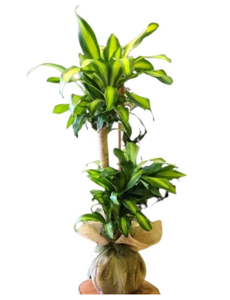 Saksıda 3 Lü Massengena