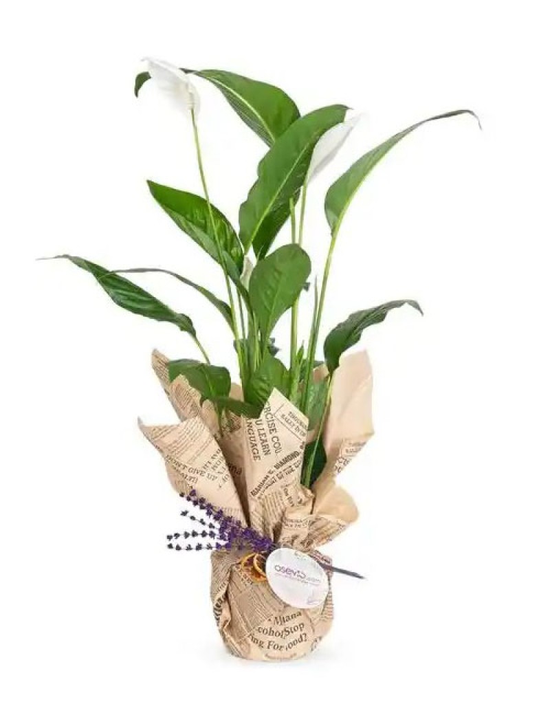 Saksıda BÜYÜK Boy Spatilyum