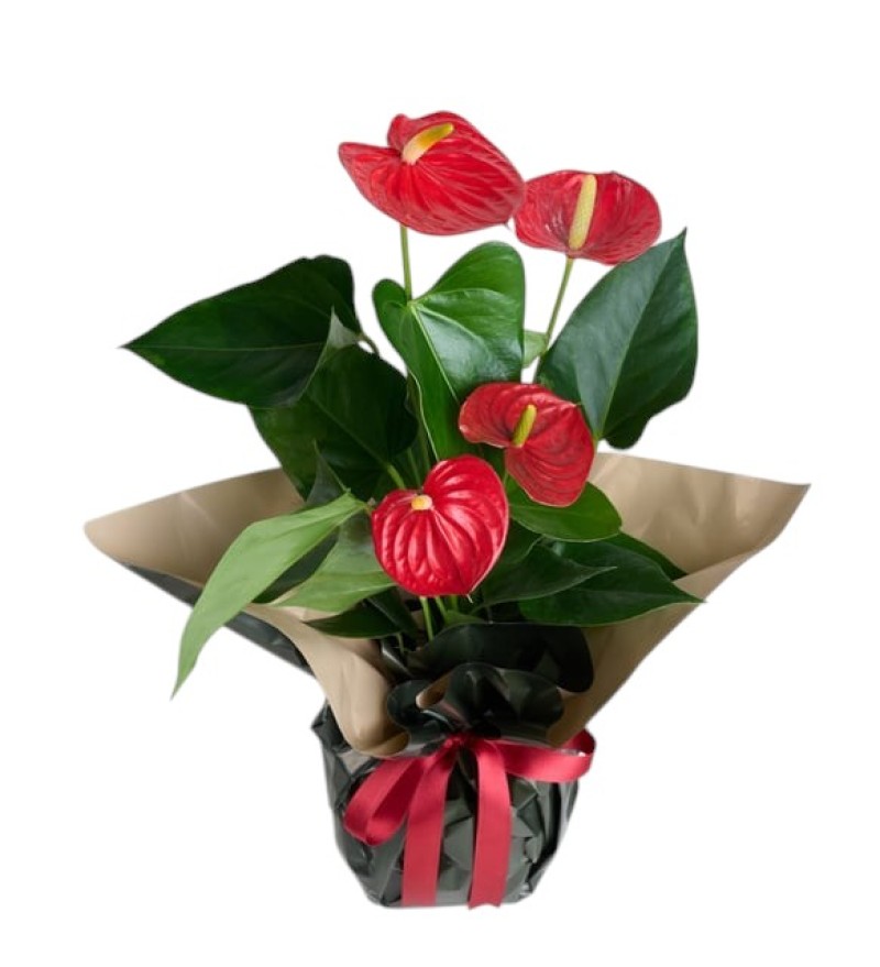 Saksıda Orta Boy ANTORYUM