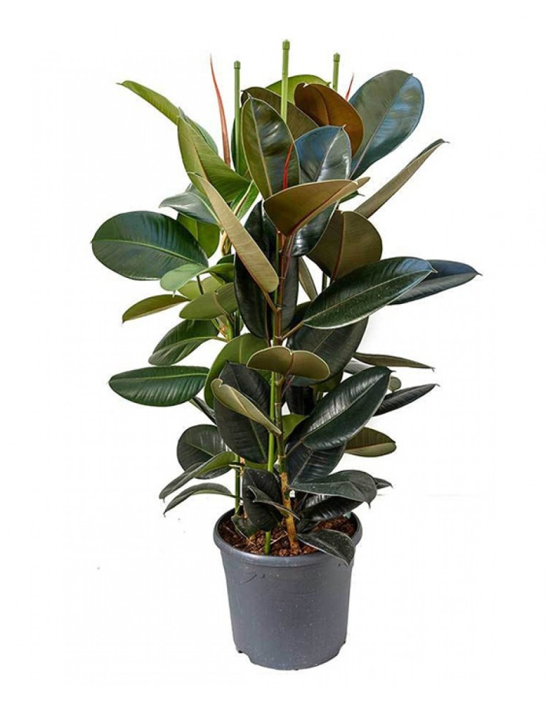 Saksıda 2 Li Kauçuk