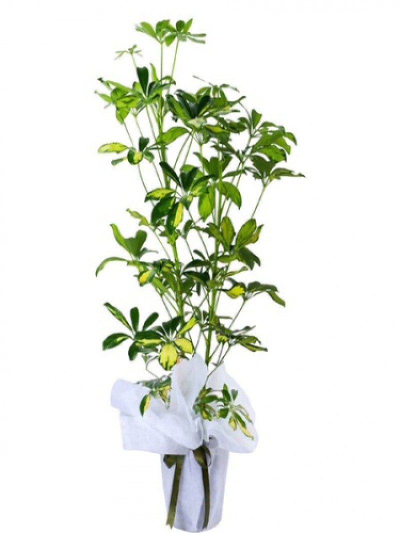 Saksıda 2 Li Şeflore BÜYÜK BOY