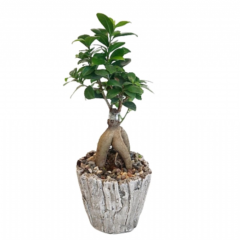 Seramik Saksıda Ginseng Bonsai