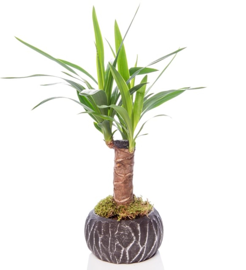 Seramik Saksıda Küçük Yuka