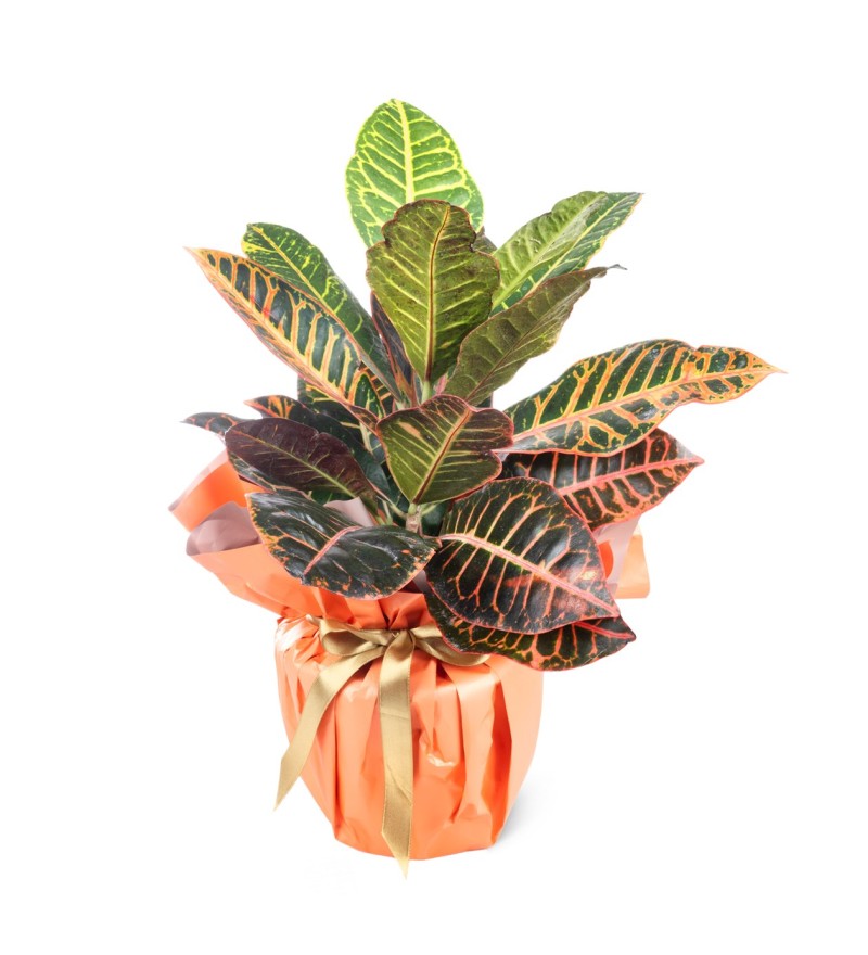 Saksıda Orta Boy Kraton