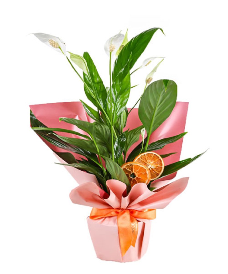 Saksıda Orta Boy Spatfilyum