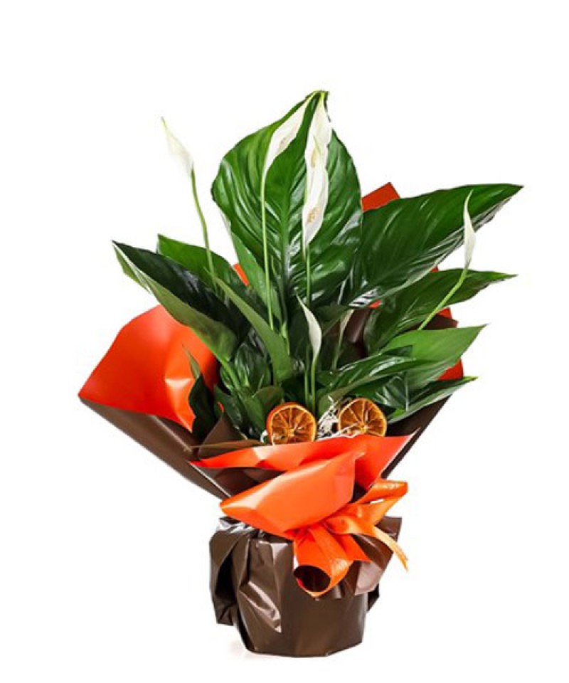 Saksıda Küçük Boy Spatfilyum