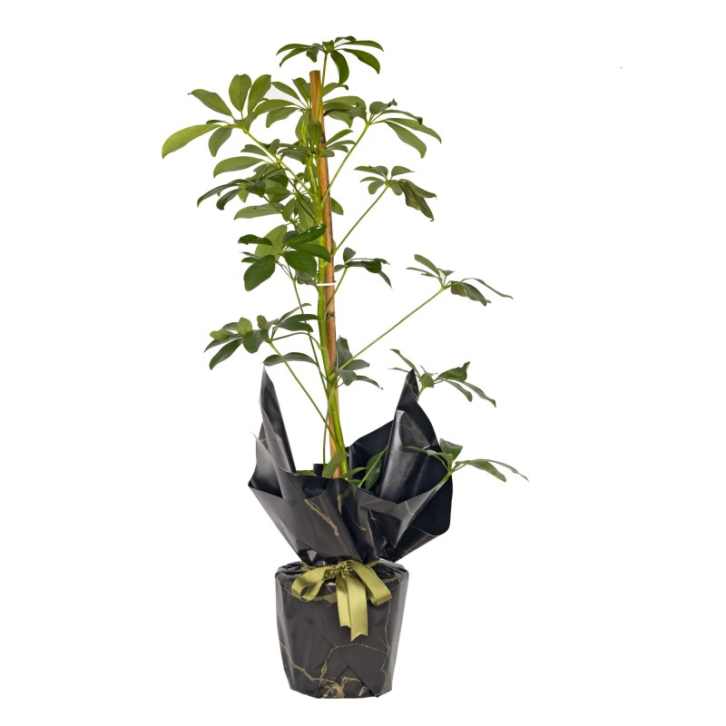 Saksıda Tekli Şeflore