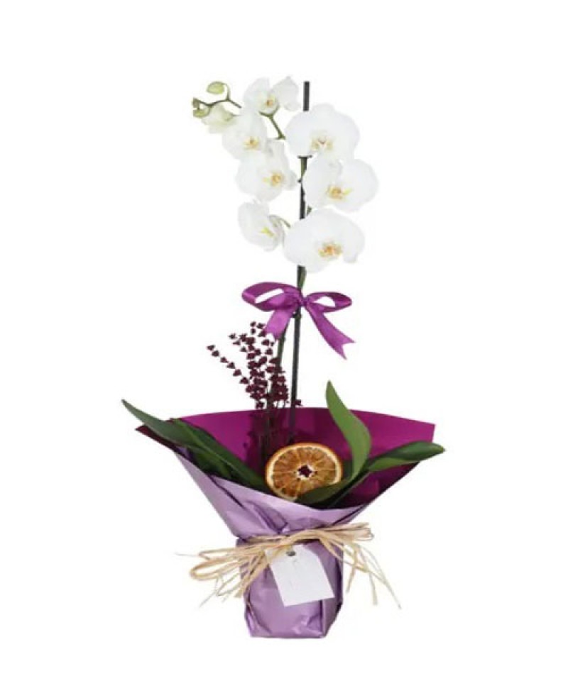 Seramik Saksıda Tek Dal Orkide