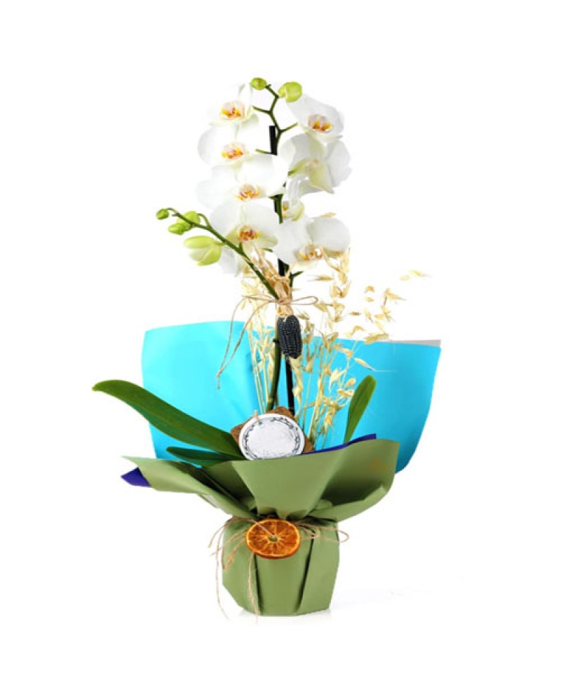 Tek Dal Beyaz Orkide