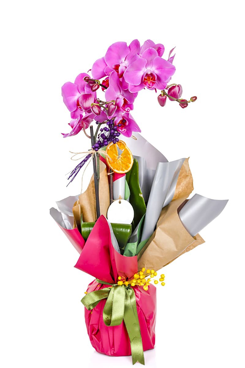 Çift Dal Mor Orkide