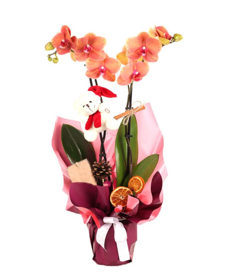 Saksıda İTHAL Çift Dal Orkide 