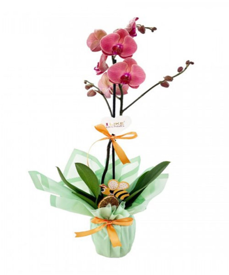 Seramik Saksıda Tek Dal Mor Orkide