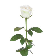 Canlı Beyaz Gül
