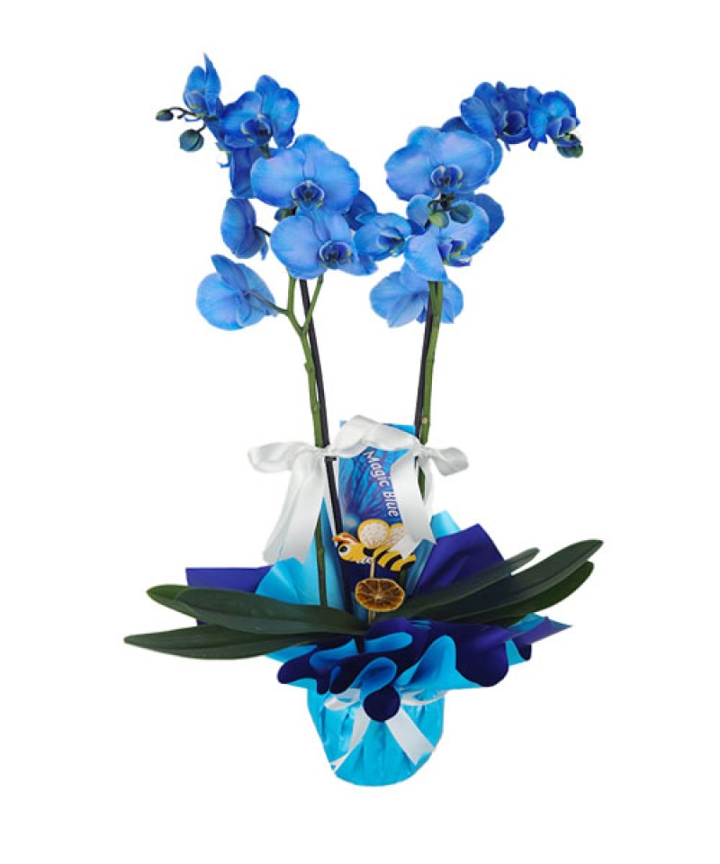 Çift Dal Mavi Orkide